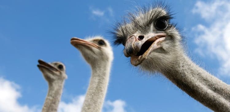 Do You Have an Ostrich Problem on Your Hands?