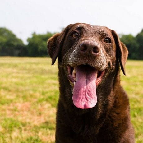 Are You Pet-Ready? 4 Things to Consider