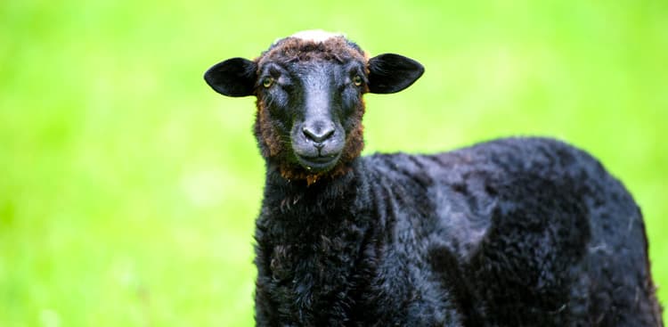 Why Feeling Like You're Not Good Enough is Wrecking Your Career