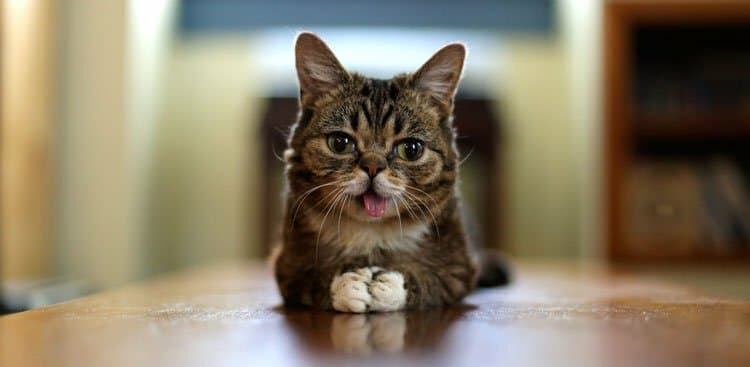 Why Funny Cat Videos Are the Secret to Better Meetings at Work