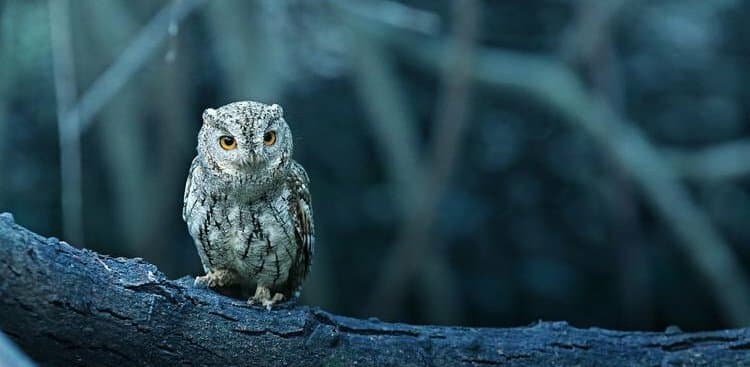 Good News, Night Owls! There's Scientific Proof Your Boss Should Let You Come in Later