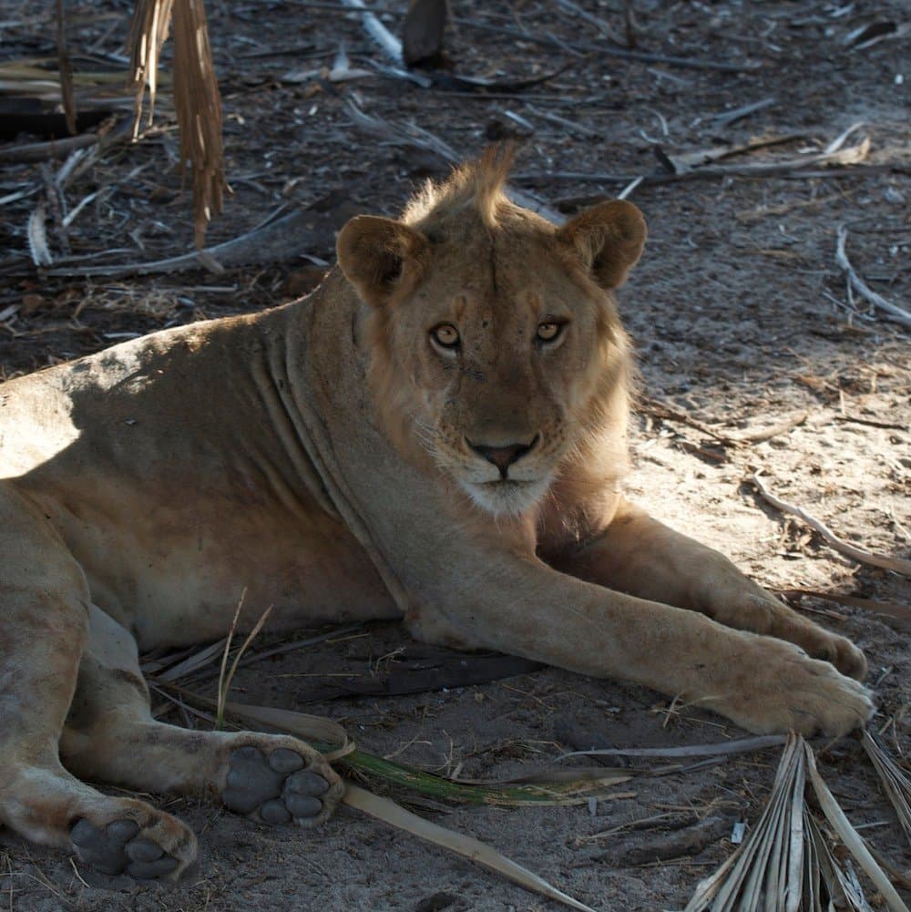 Job Hunting? Think Like a Lion